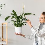 10 plante care sunt perfecte pentru o grădină de apartament